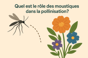Moustique visitant une fleur, rôle potentiel dans la pollinisation