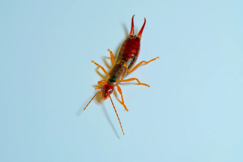 perce-oreille isolé sur fond bleu clair, insecte nuisible courant