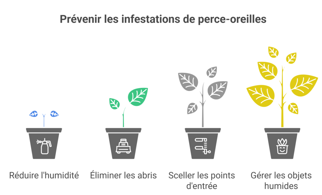 infographie expliquant comment prévenir les infestations de perce-oreilles au jardin