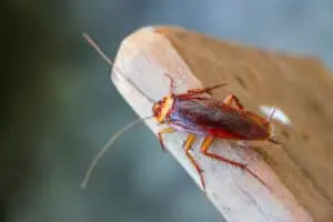 gros plan sur une blatte