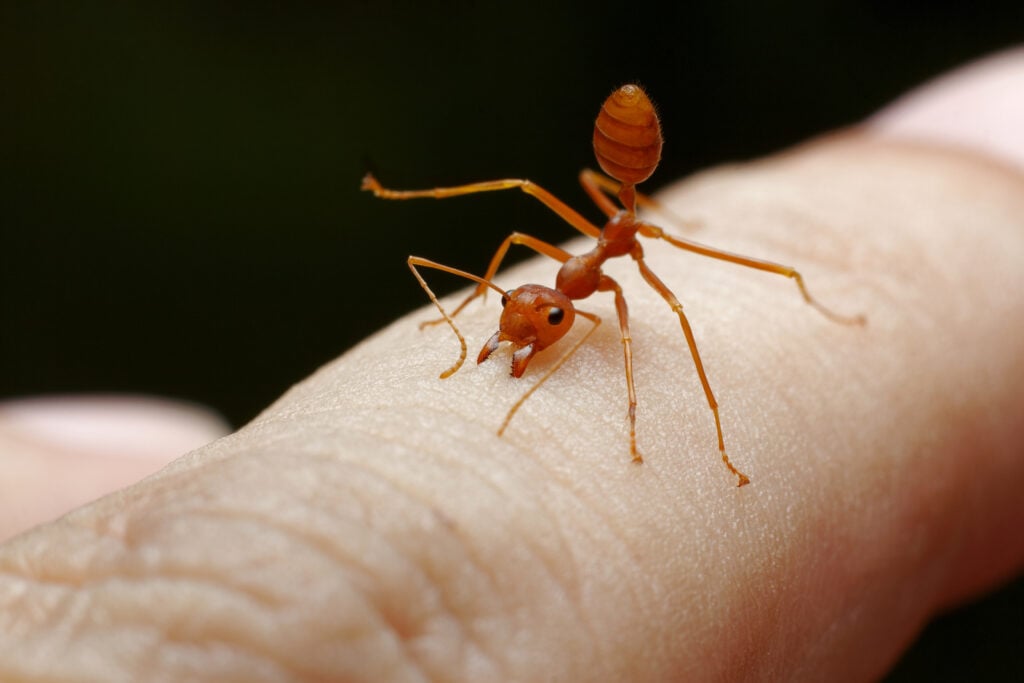 Piqûre d’une fourmi de feu (Solenopsis invicta) sur la peau humaine – gros plan montrant les mandibules et le dard d’injection du venin.