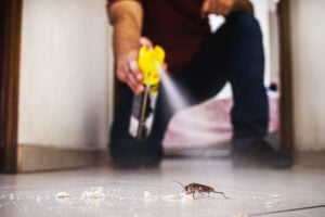 Application d’un insecticide pyréthrinoïde sur une blatte germanique