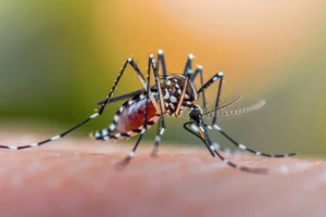Moustique suçant du sang sur la peau.
