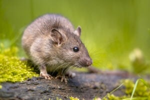 Rat brun dans la nature