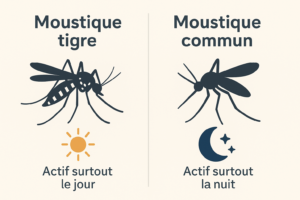 Comparaison entre le moustique tigre, actif le jour, et le moustique commun, actif la nuit