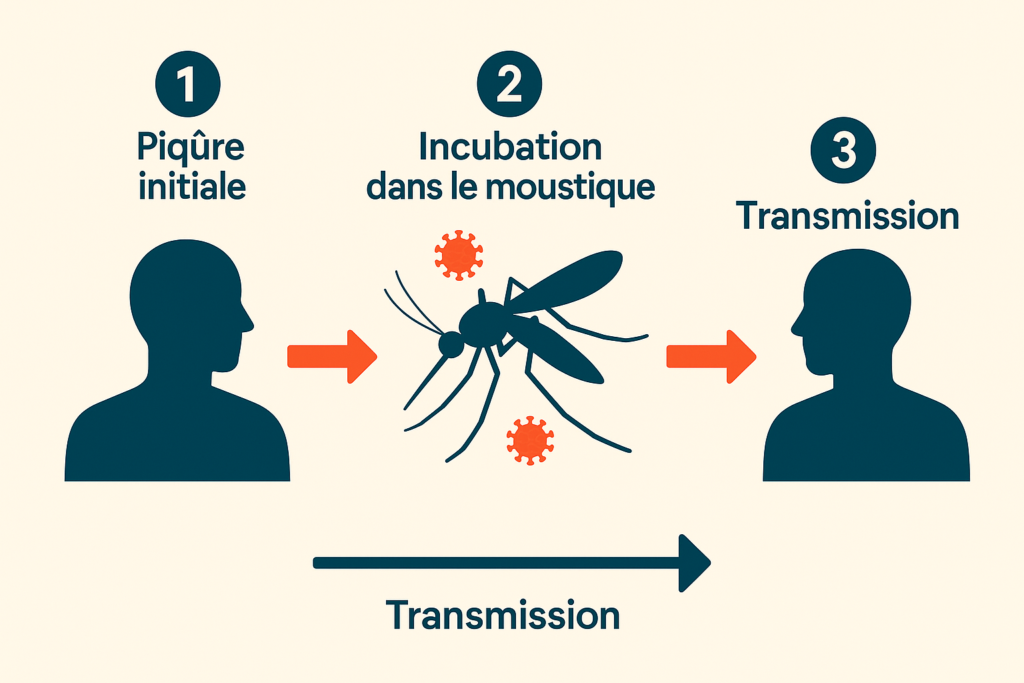 Schéma expliquant la transmission d’un virus par un moustique, avec trois étapes : piqûre initiale, incubation dans le moustique puis transmission à une autre personne.