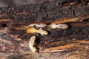 Termites creusant du bois humide dans une zone infestée
