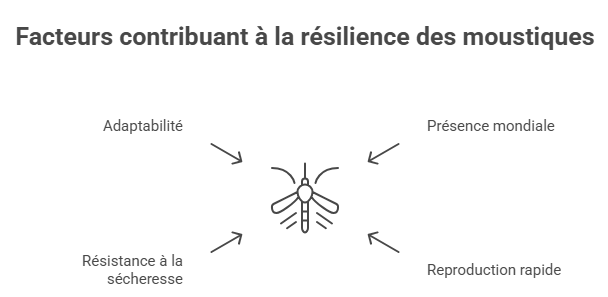 Schéma montrant les facteurs de résilience des moustiques : adaptabilité, résistance à la sécheresse, reproduction rapide et présence mondiale.