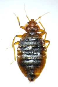 Photo d'une punaise de lit