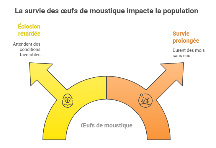 schéma montrant survie prolongée et éclosion retardée des œufs de moustique