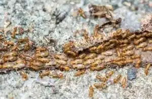 termites sur du bois en décomposition
