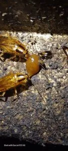 Blatte germanique en Inde