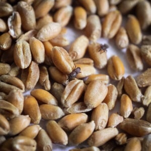 Sitophilus granarius (charançon des grains