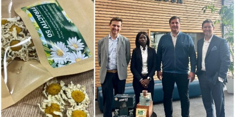 Pyrèthre kenyan et équipe d’Armosa en partenariat avec Kentegra