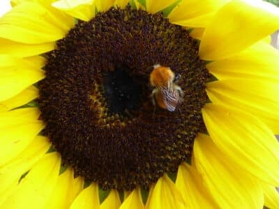 Insecte volant en déclin sur fleur de tournesol