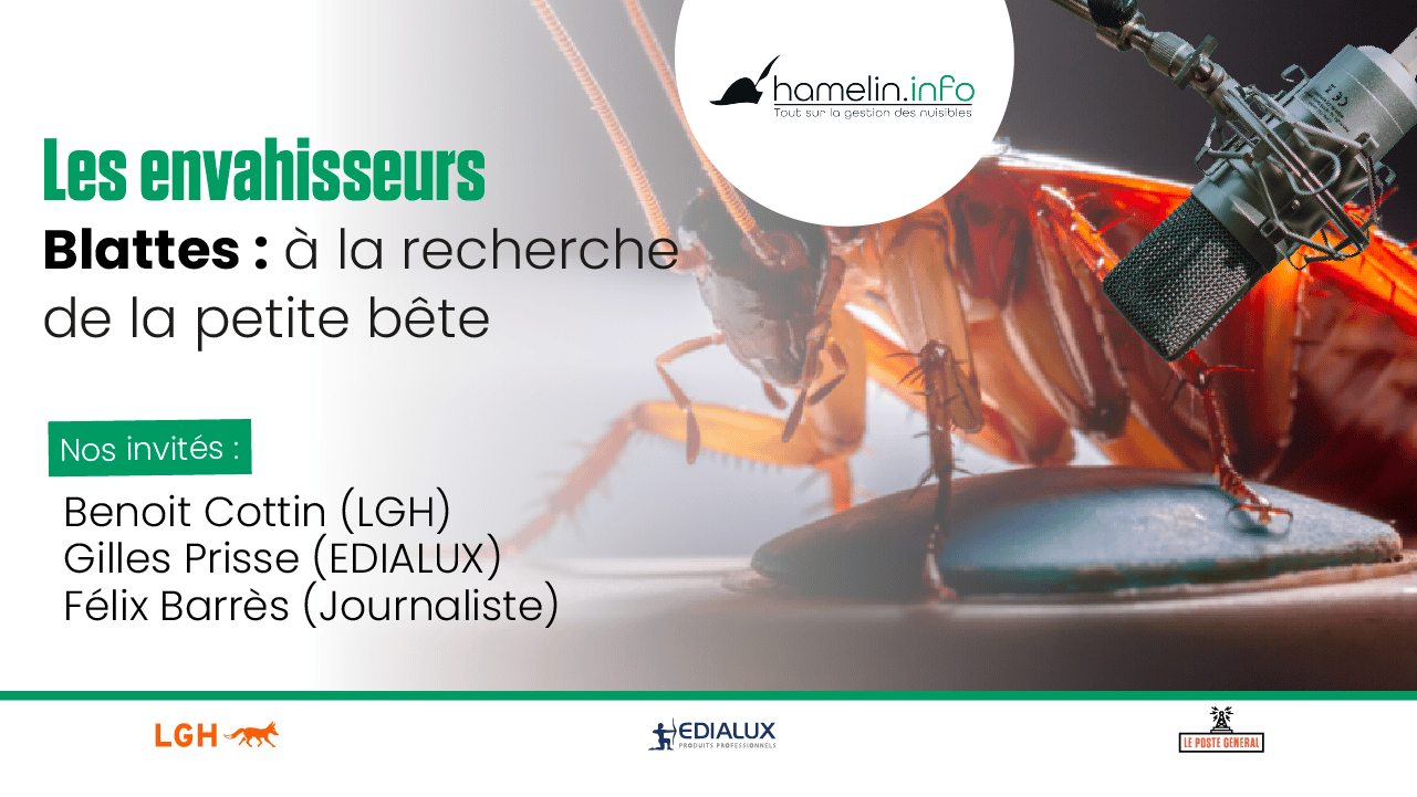 [PODCAST] Blatte, à la recherche de la petite bête