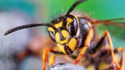 quizz Buzzbusters : image guêpes