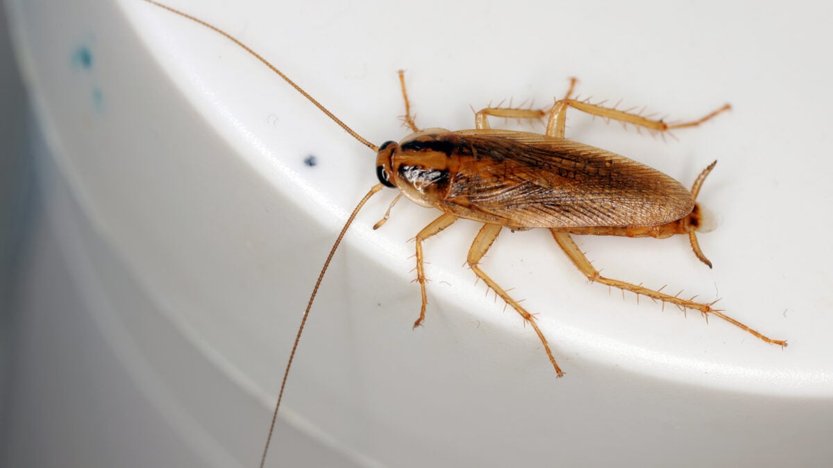 Traitement professionnel blatte germanique