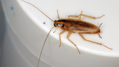 Traitement professionnel blatte germanique