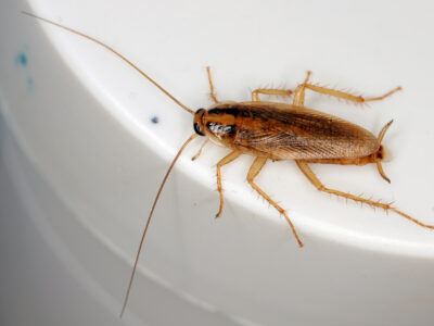 Traitement professionnel blatte germanique