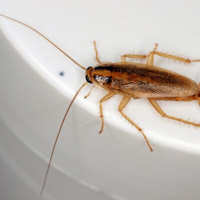 Traitement professionnel blatte germanique