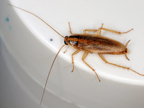 Traitement professionnel blatte germanique