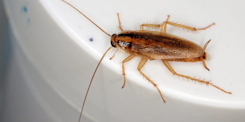 Traitement professionnel blatte germanique