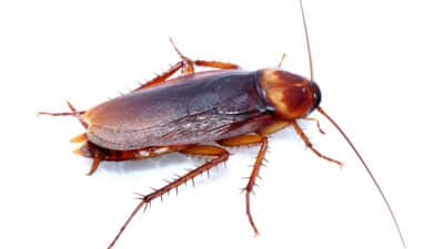 image cafard nuisible redoutable