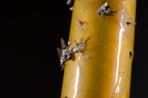 Mouches capturées sur une plaque collante de monitoring antiparasitaire
