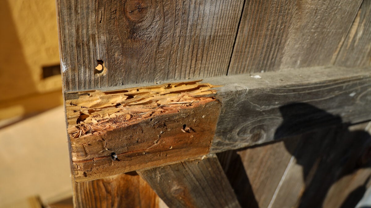 Poutre en bois présentant des trous d’envol et des galeries, signes possibles d’une infestation d’insectes xylophages.