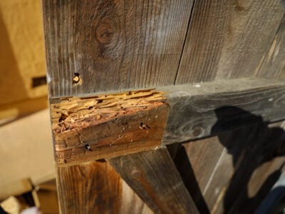 Poutre en bois présentant des trous d’envol et des galeries, signes possibles d’une infestation d’insectes xylophages.