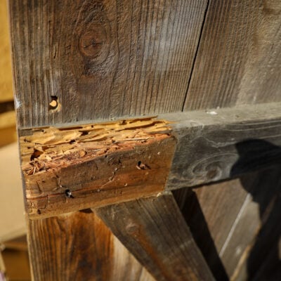 Poutre en bois présentant des trous d’envol et des galeries, signes possibles d’une infestation d’insectes xylophages.