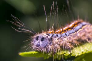 Chenille légionnaire