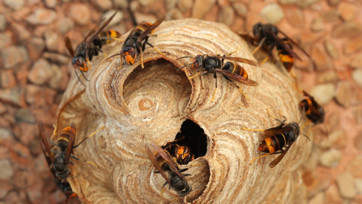 Gestion des espèces invasives