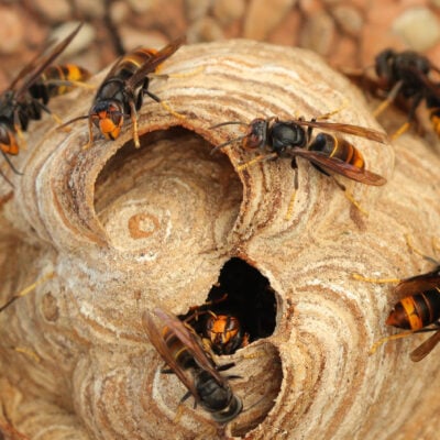 Gestion des espèces invasives