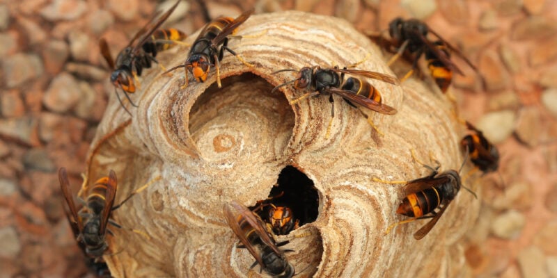 Gestion des espèces invasives