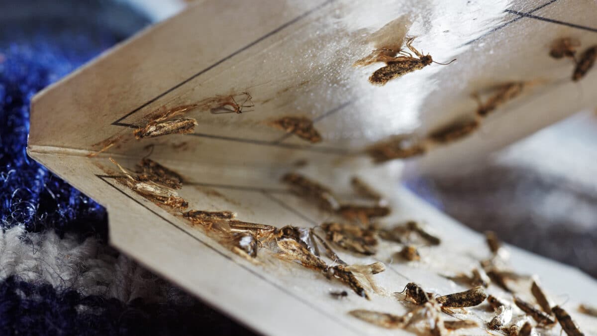 Pièges à phéromones