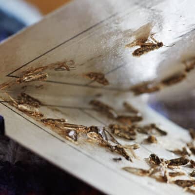 Pièges à phéromones