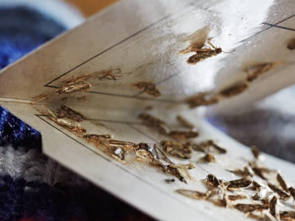 Pièges à phéromones