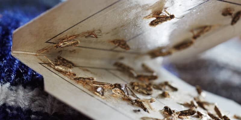 Pièges à phéromones