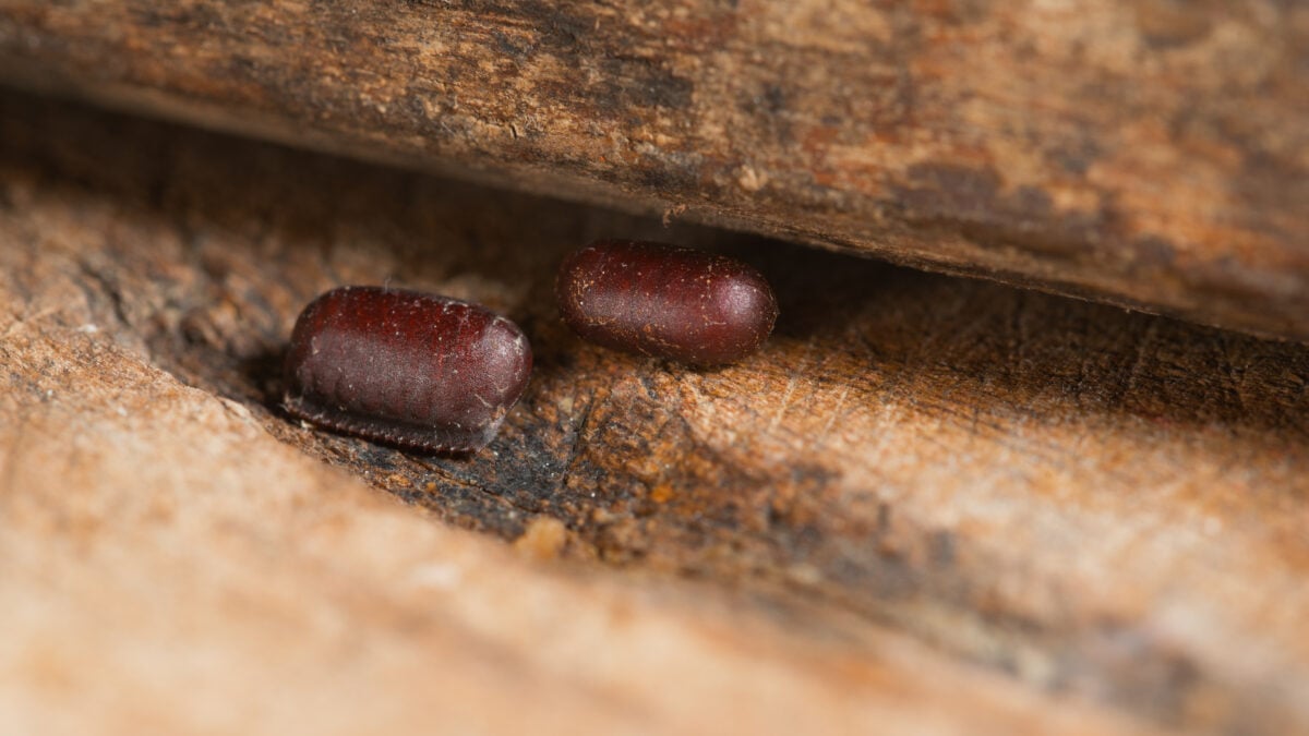 Oothèques de blatte