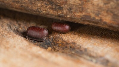 Oothèques de blatte