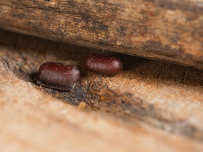 Oothèques de blatte