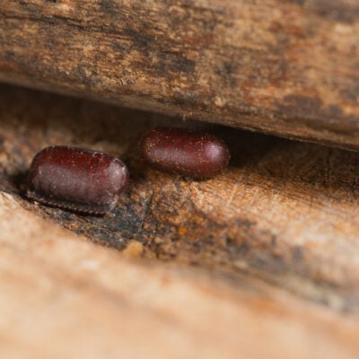 Oothèques de blatte