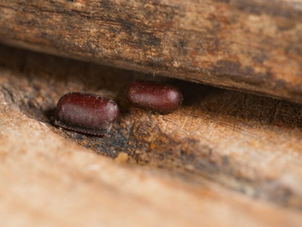 Oothèques de blatte