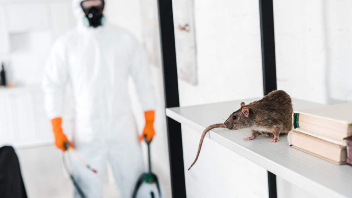 Dératisation grands bâtiment : illustration d'un expert anti-nuisible lors d'une opération de dératisation