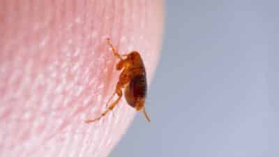 Traitement infestation de puces