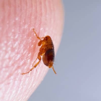 Traitement infestation de puces