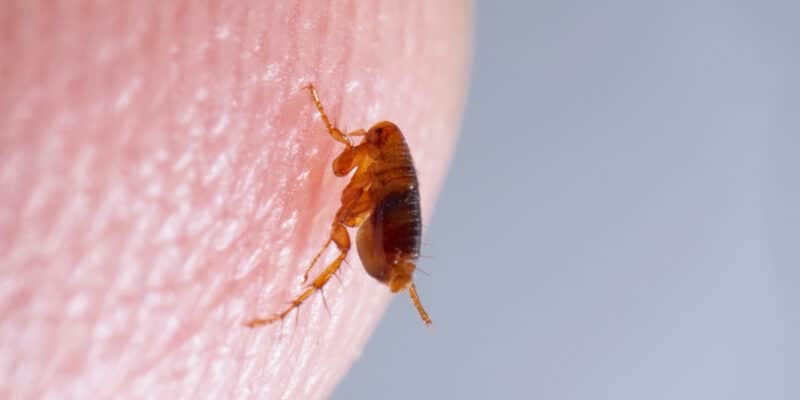 Traitement infestation de puces