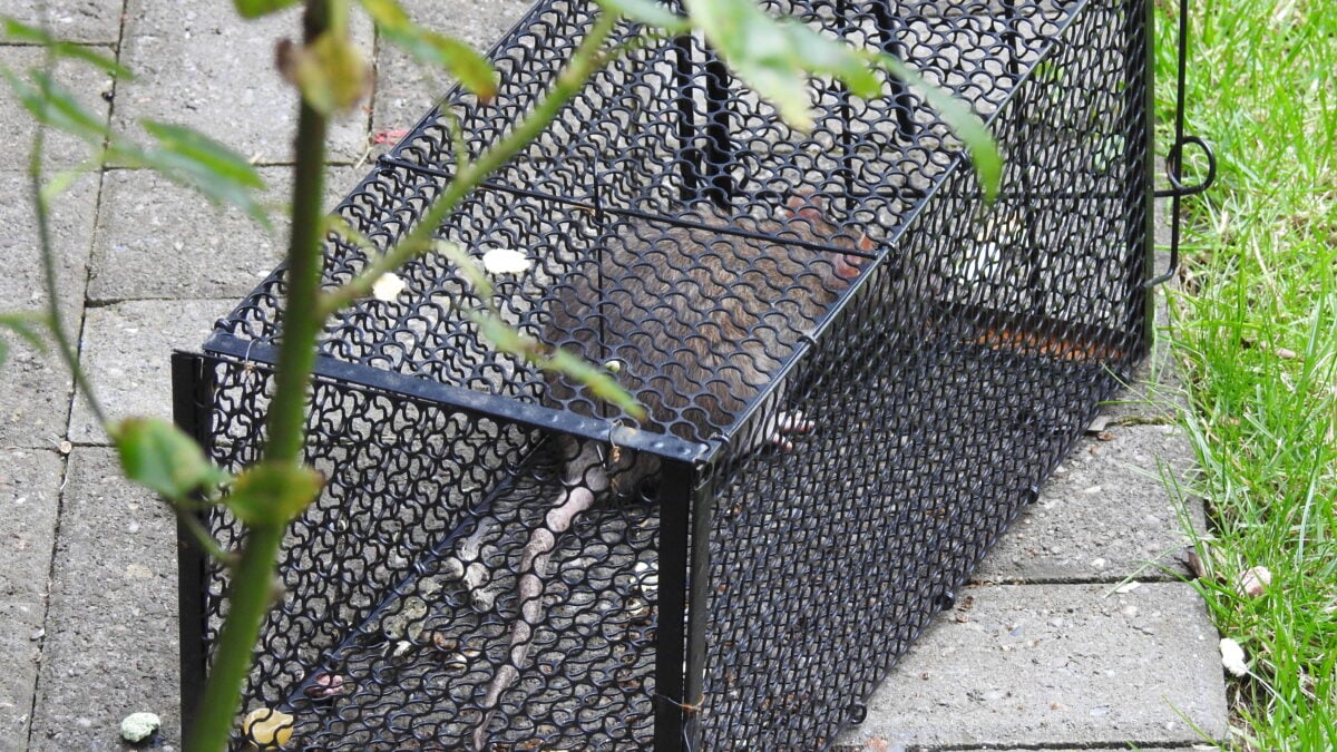 Utilisation piège à rat